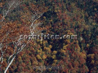 �g�t