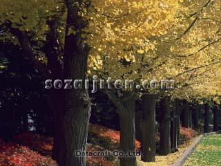 �C�`���E����