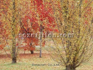 �g�t