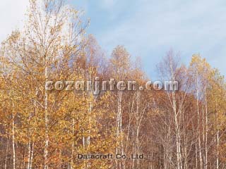 �g�t
