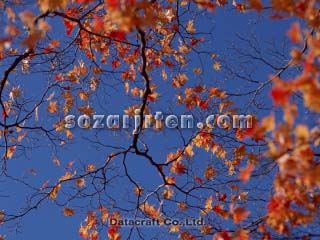 �g�t