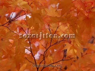�g�t