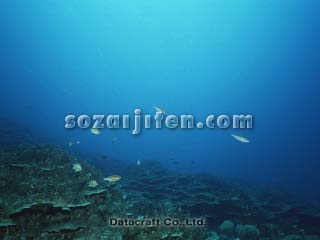 �T���S