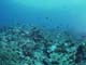 魚の群れ