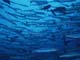 魚の群れ