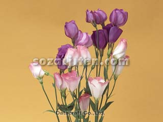 �g���R�M�L���E