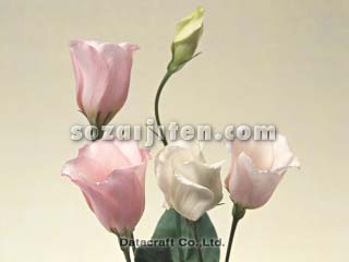 �g���R�M�L���E