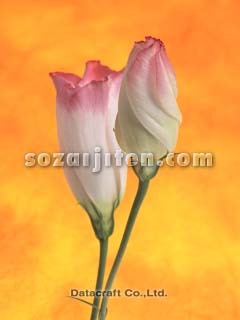 �g���R�M�L���E