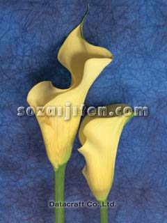 �J���[