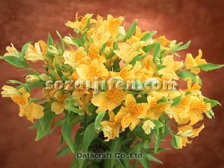 �A���X�g�������A