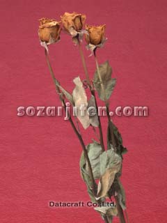�h���C�t�����[