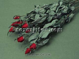 �h���C�t�����[
