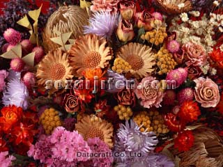 �h���C�t�����[