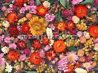 �h���C�t�����[