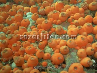 �q�_�x���C�\�M���`���N
