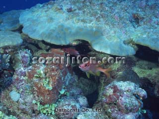 �g�K���G�r�X�ƃz���\�����P�x��