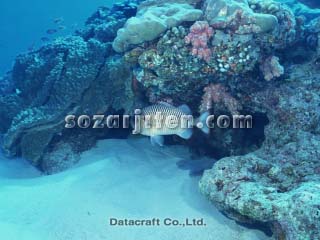 �c�}�O���}�c�J�T