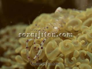 �J�N���G�r