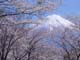 サクラと富士山