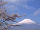 サクラと富士山