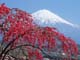 花と富士山