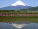 たんぼと富士山