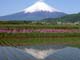 たんぼと富士山