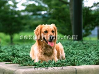 �S�[���f�����g���[�o�[