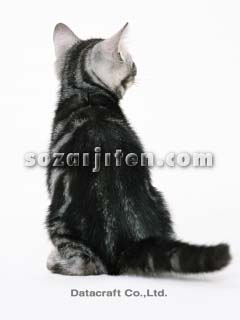 �A�����J���V���[�g�w�A