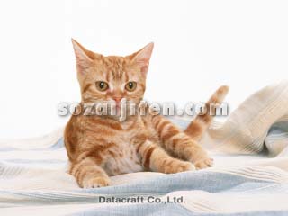 �A�����J���V���[�g�w�A