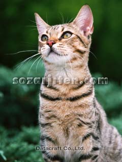 �A�����J���V���[�g�w�A