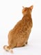 日本猫