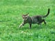 オシキャット