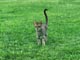 オシキャット