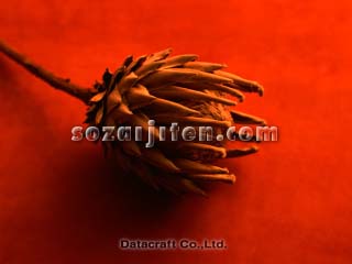 �L���O�v���e�A