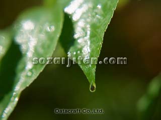 �t