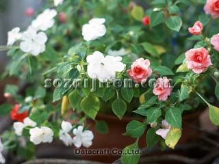 �C���p�`�F���X