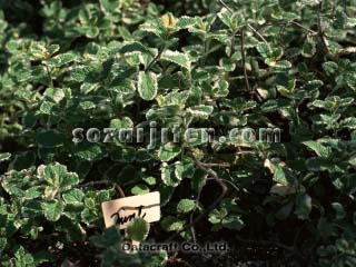 �~���g