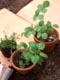 鉢植え