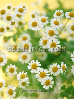 �}�g���J���A
