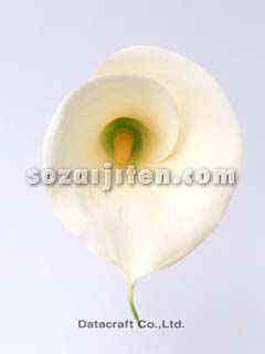 �J���[