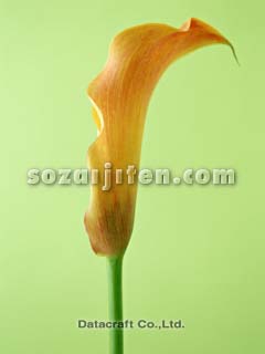 �J���[