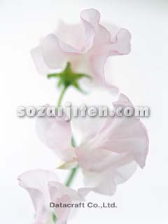 �X�C�[�g�s�[