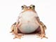 トノサマガエル