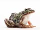 トノサマガエル
