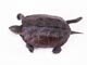 クサガメ