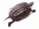 クサガメ