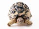ヒョウモンリクガメ
