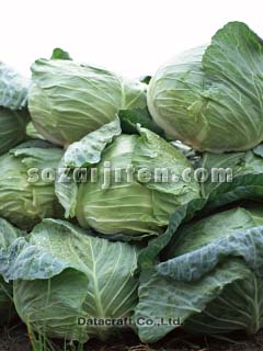 �L���x�c