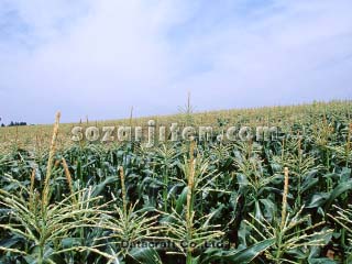 �g�E�����R�V��